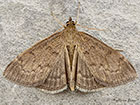 63.016 Anania fuscalis Copyright Martin Evans 