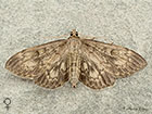  63.017 Anania lancealis female Copyright Martin Evans 
