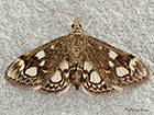  63.018 Anania coronata Copyright Martin Evans 
