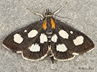  63.024 Anania funebris Copyright Martin Evans 