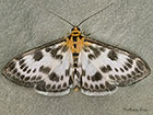  63.025 Anania hortulata Copyright Martin Evans 