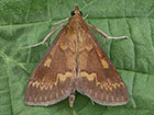  63.028 Ostrinia nubilalis Copyright Martin Evans 