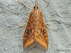  63.031 Udea ferrugalis Copyright Martin Evans 