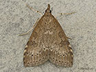  63.034 Udea prunalis Copyright Martin Evans 