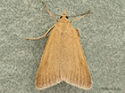  63.035 Udea uliginosalis Copyright Martin Evans 