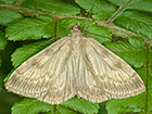  63.036 Udea decrepitalis Copyright Martin Evans 