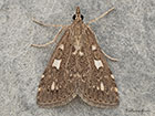  63.037 Udea olivalis Copyright Martin Evans 