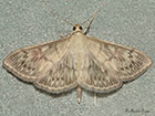  63.038 Patania ruralis Copyright Martin Evans 