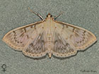  63.038 Patania ruralis female Copyright Martin Evans 