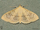  63.038 Patania ruralis female Copyright Martin Evans 