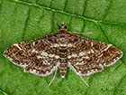  63.044 Diasemiopsis ramburialis Copyright Martin Evans 