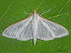  63.048 Palpita vitrealis Copyright Martin Evans  