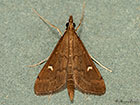 63.050 Dolicarthria punctalis Copyright Martin Evans 