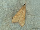  63.051 Antigastra catalaunalis Copyright Martin Evans 