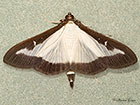  63.054 Cydalima perspectalis Copyright Martin Evans 