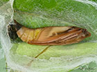  63.054 Cydalima perspectalis pupa 19mm Copyright Martin Evans 