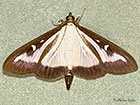  63.054 Cydalima perspectalis form Copyright Martin Evans 