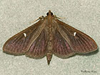  63.054 Cydalima perspectalis brown form Copyright Martin Evans 