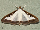  63.054 Cydalima perspectalis female Copyright Martin Evans 