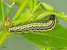  63.054 Cydalima perspectalis larva 16mm Copyright Martin Evans 