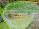  63.054 Cydalima perspectalis cocoon Copyright Martin Evans 