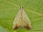  63.058 Evergestis extimalis Copyright Martin Evans 