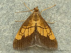  63.059 Evergestis limbata Copyright Martin Evans 