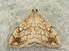  63.060 Evergestis pallidata Copyright Martin Evans 