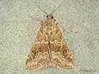  63.061 Hellula undalis Copyright Martin Evans  