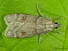  63.062 Scoparia subfusca Copyright Martin Evans  