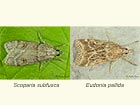 63.062 Scoparia subfusca & Eudonia pallida Copyright Martin Evans 