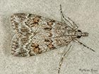  63.063 Scoparia basistrigalis Copyright Martin Evans  