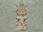  63.063 Scoparia basistrigalis Copyright Martin Evans 