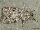  63.063 Scoparia basistrigalis Copyright Martin Evans 