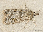  63.064 Scoparia ambigualis Copyright Martin Evans  