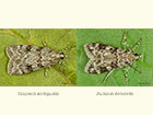  63.064 Scoparia ambigualis and Eudonia delunella Copyright Martin Evans 