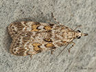  63.066 Scoparia pyralella Copyright Martin Evans 