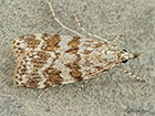  63.066 Scoparia pyralella Copyright Martin Evans 