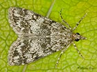  63.067 Eudonia lacustrata 