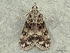  63.067 Eudonia lacustrata 