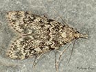  63.068 Eudonia murana 
