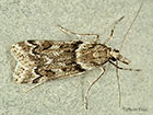  63.069 Eudonia angustea 
