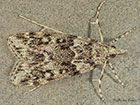  63.071 Eudonia lineola Copyright Martin Evans 