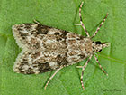  63.072 Eudonia delunella Copyright Martin Evans 