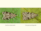  63.072 Eudonia delunella and Scoparia ambigualis Copyright Martin Evans 
