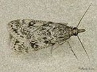  63.073 Eudonia truncicolella Copyright Martin Evans 