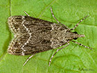  63.074 Eudonia mercurella Copyright Martin Evans 
