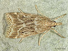  63.075 Eudonia pallida Copyright Martin Evans 