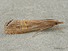  63.076 Euchromius ocellea Copyright Martin Evans 