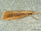  63.077 Chilo phragmitella Copyright Martin Evans 